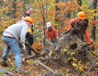 Stumps For Erosion Control