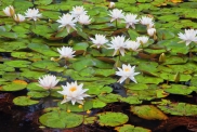 Nature: Ron Larsen - Fragrant Water Lilies