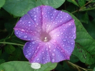 Nature Winner: Jeff Miller - Wet Flower