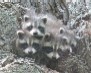 Grand Prize: Duncan Cutter, "4 Emerging From The Nest"