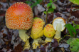 Nature Winner: Art Boni, "Amanita Family"