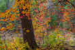 Landscape Winner: Art Boni, "Gatineau Park - Fall 2014"