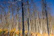 Artistic Winner: Art Boni, "Reflections - Gatineau Park"