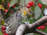 Nature: Alison Charles, "Getting Ready for Migration"