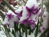 Nature: Marianne Hebert, "Spring in the North Country"