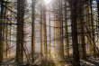 Artistic: Art Boni, "Sunburst Gatineau Park Quebec"