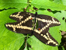 Nature: Bob Platte, "Black Swallowtail Butterflies"
