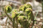 Nature: Jeanna Matthews, "Ferns Unfurling"