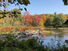 Jeff Miller, "Beaver Dam in Autumn"