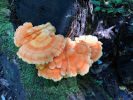 Jeff Miller, "Chicken of the Woods"