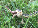 Action: Bob Platte, "Snake 1, Frog 0"