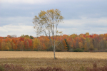 Artistic: Jeanna Matthews, "The Fall Forest and the One Fall Tree"